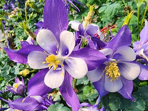 Live Perennial Plants (3 Pots)