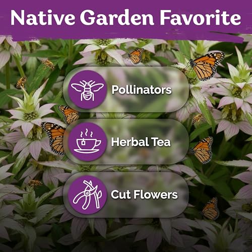 350 Spotted Bee Balm Heirloom Flower Seeds for Planting