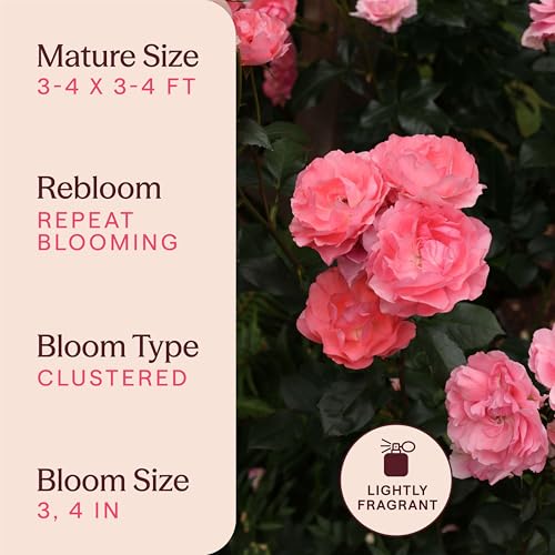 Heirloom Floribunda Roses (Passionate Kisses)