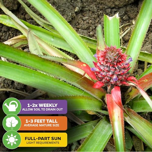 Florida Special Pineapple Live Plant (Florida Special)