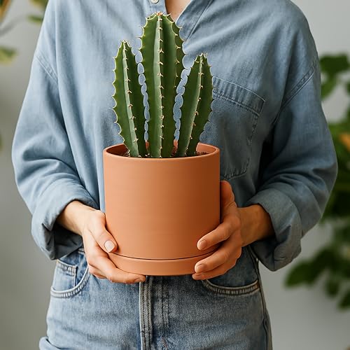 3 Pack Classic Terracotta Pots & Saucers (5+6+8 Inch / Terracotta)