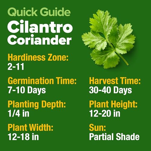 Cilantro Coriander Seeds (500 Count)
