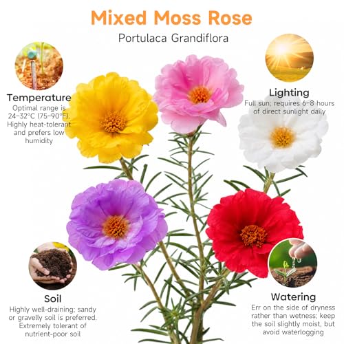 23500+ Mixed Moss Rose Seeds