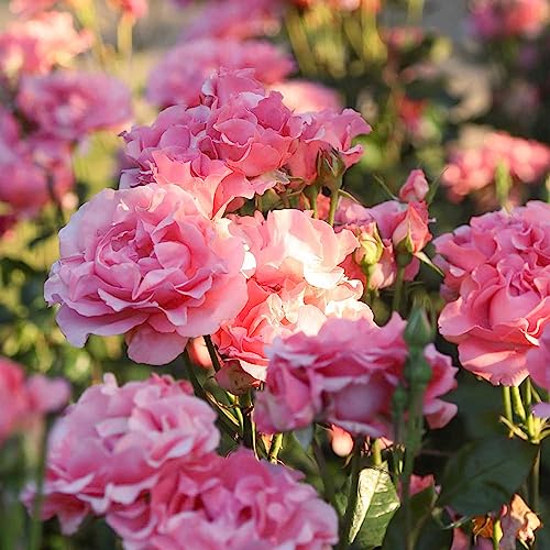 Heirloom Hybrid Tea Roses (Paris de Yves St. Laurent)