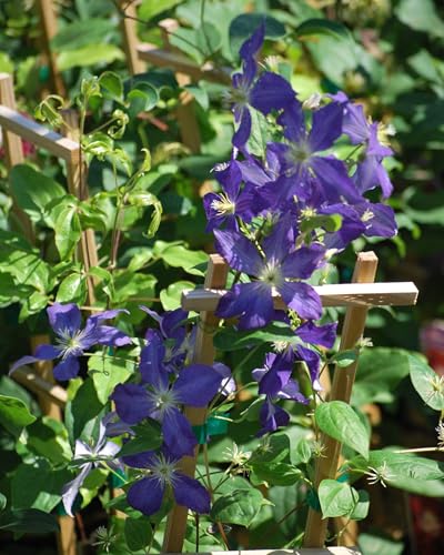 Perennial Farm Clematis 'Jackmanii' Hybrid (Jackmanii)