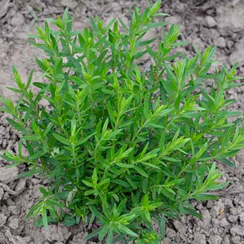 Blue Hyssop Seeds to Plant Heirloom Non (5 Packs)