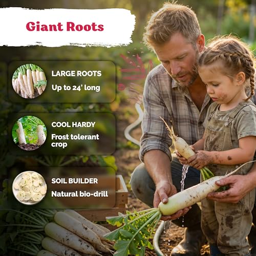 550 Daikon Minowase Radish Heirloom Vegetable Seeds