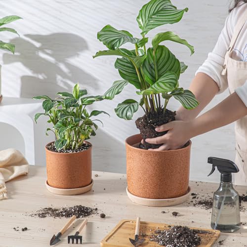 8 Inch Ceramic Plant Pot with Drainage Hole & Separate Saucer (Terracotta / 8 inch)