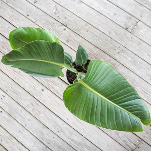 White Bird of Paradise Live Plant 10 inch Pot United Nursery (Black Decorative Pot / 10-inch Pot)