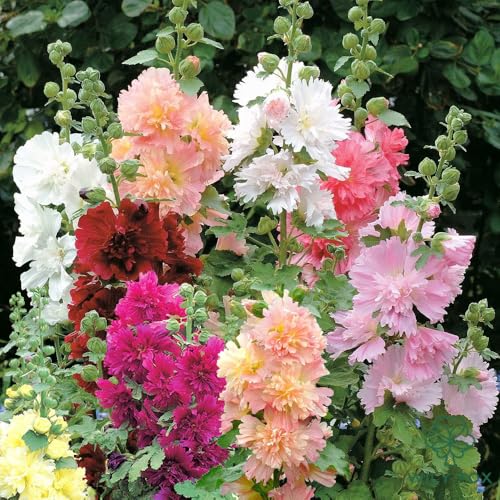 Premium Rare Hollyhock Seeds (400 Count)