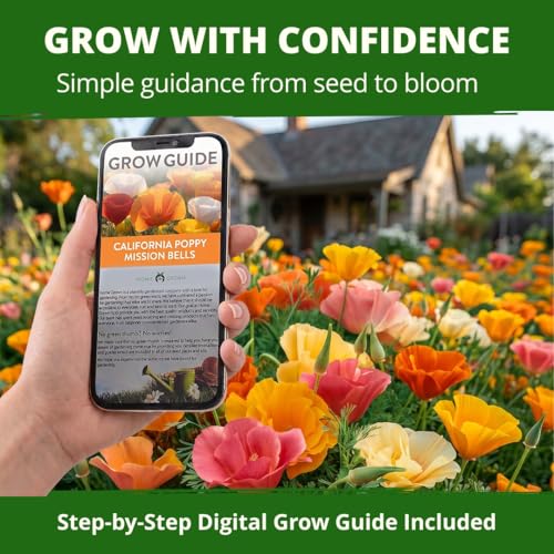 Mission Bells Poppy 6000 Flower Seeds Eschscholzia californica