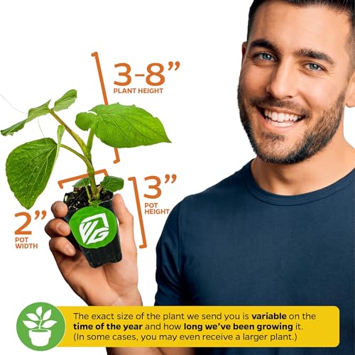 Black Pepper Piper nigrum Plant (Black Pepper)