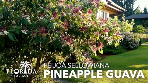 Pineapple Guava (2 Inch / 3 Plants)