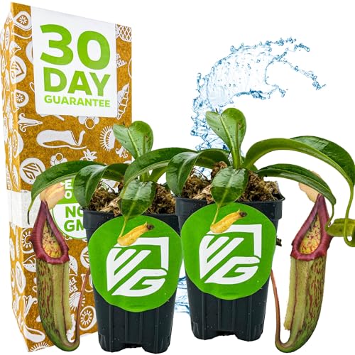 Miranda Pitcher Plants (Miranda)