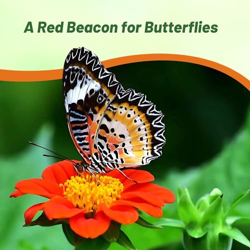 Red Torch Mexican Sunflower Seeds (2000 Count)