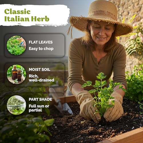 600 Flat Leaf Italian Parsley Heirloom Herb Seeds