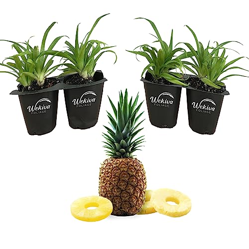 Pineapple Plant Variety Pack (4 Count)