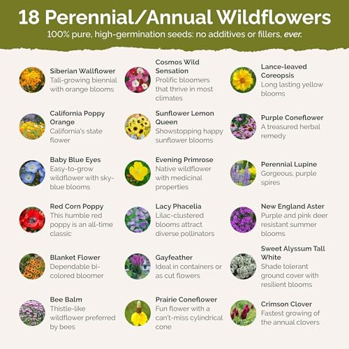 Rhode Island Wildflower Mixed Seeds for Planting