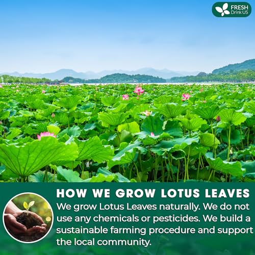 135 Lotus Leaf Tea Bags (135 Tea Bags)