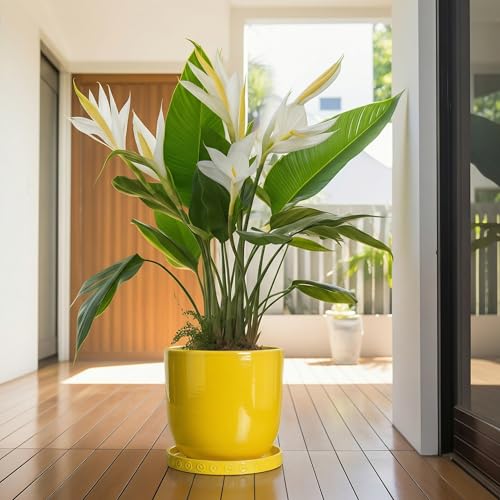 Plant Drip Trays (11.4 Inch / Yellow)