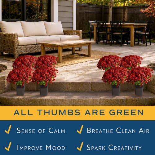 Garden Mums Live Outdoor Plant (8 Count)