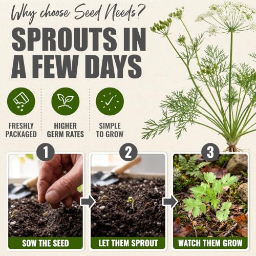 Anise Seeds to Plant Annual Heirloom Non (5 Packs)