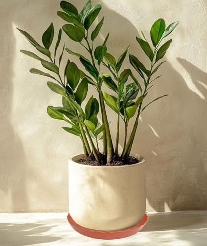4 Pack of 14 inch Plant Saucer Plant Tray (14" (4 pack) / Terracotta)