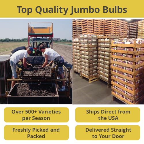 50 Triumph Tulip Bulbs for Planting (50 Count)