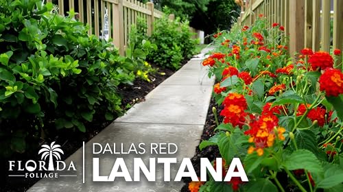 Lantana Dallas Red (2 Inch / 50 Plants)