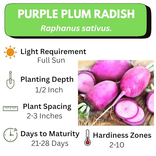 625+ Purple Plum Radish Seeds for Planting