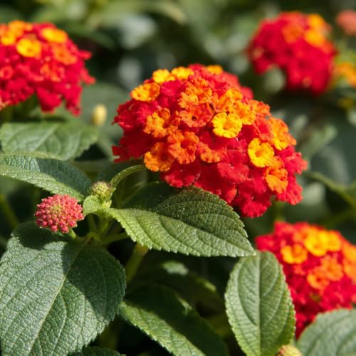 Lantana Dallas Red (2 Inch / 3 Plants)