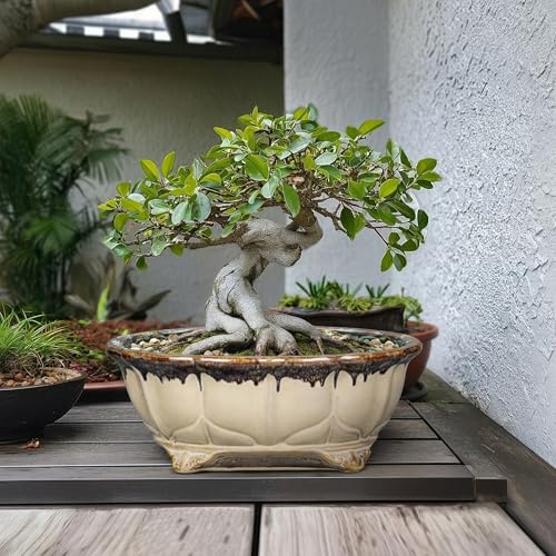 Ceramic Bonsai Pots (13.5 Inch / Oval Beige-brown)
