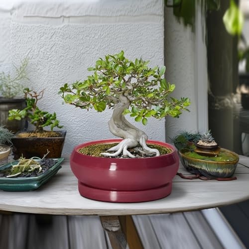 Bonsai Pots 10 Inch (10 Inch / Wine Red)