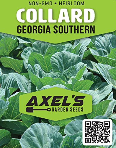 200+ Georgia Southern Collard Green Seeds for Planting