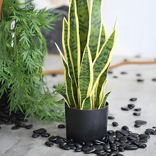 Black Pebbles for Indoor Plants (16 Ounce)