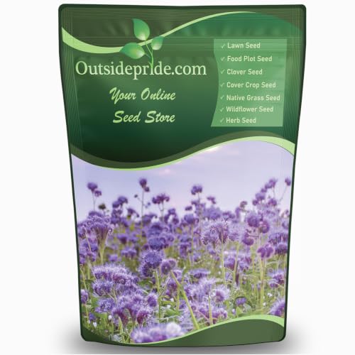 Lacy Phacelia Seeds for Planting (80 Ounce)
