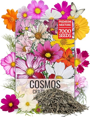 Cosmos Seeds Original Crazy Mix 1.5 Ounce Heirloom Bulk Pack (7000 Count)