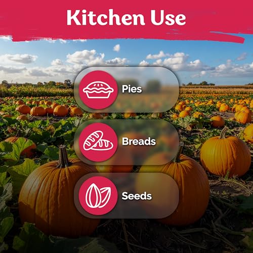 25 Big Max Pumpkin Heirloom Vegetable Seeds for Planting
