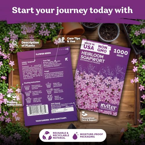 1 000 Soapwort Heirloom Flower Seeds for Planting