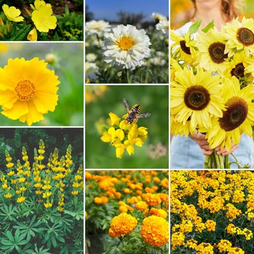 Ole Yeller Wildflower Mixed Seeds for Planting