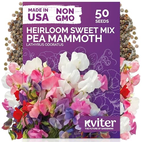 50 Sweet Pea Mammoth Mix Heirloom Flower Seeds