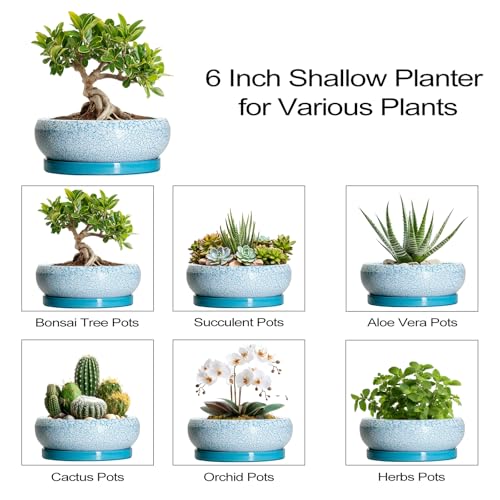 Bonsai Pots Small (6 Inch / Blue-white)