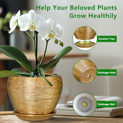 Indoor Plant Pot 6 Inch