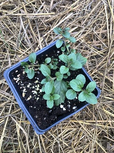 Organic Mint Plant
