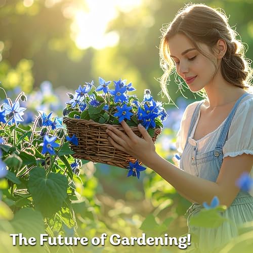 150 Borage Heirloom Herb Seeds for Planting