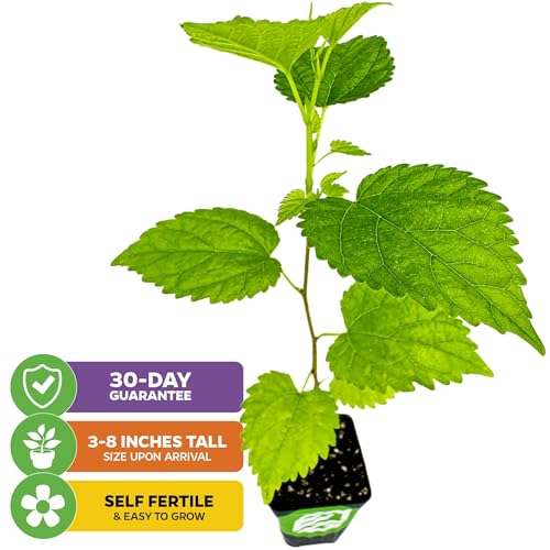 Dwarf Everbearing Black Mulberry Tree (Dwarf Mulberry)