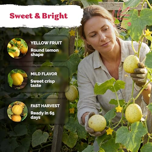 75 Lemon Cucumber Heirloom Vegetable Seeds for Planting