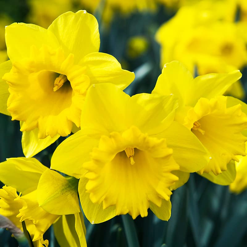 50 Yellow Daffodil Bulbs for Planting (50 Count)