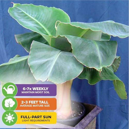 Little Prince Banana Tree (Little Prince)
