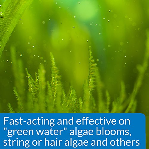 ALGAEFIX 8 Ounce Bottle